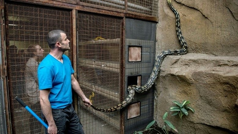 Mulher é encontrada morta com cobra enrolada no pescoço nos EUA