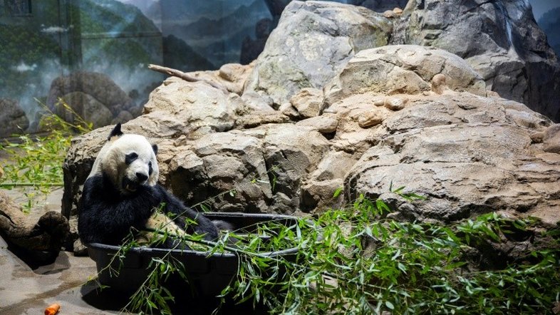 Panda Bei Bei sai do zoológico de Washington com destino à China