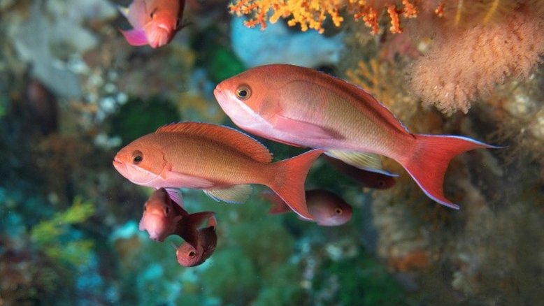 'Equipamentos-fantasma' de pesca dizimam fauna marinha no Atlântico Sul