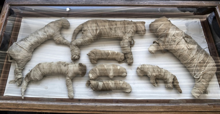Múmias de filhotes de leão encontradas no Egito