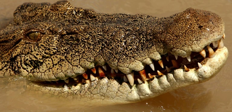 Australiano sobrevive a ataque de crocodilo