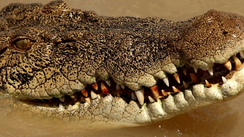 Australiano sobrevive a ataque de crocodilo