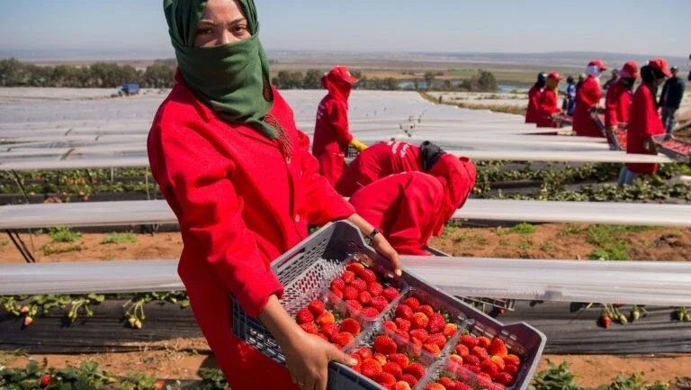 África discute como alimentar população em meio a crise climática