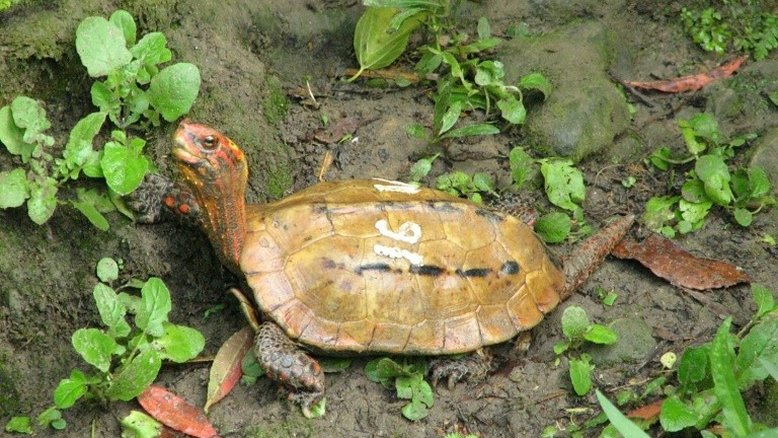 Mais de 60 tartaguras em risco de extinção somem de zoo no Japão