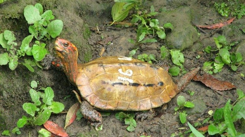 Mais de 60 tartaguras em risco de extinção somem de zoo no Japão