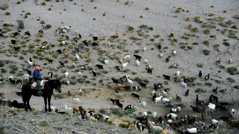 Criação de cabras é abalada por seca na Argentina