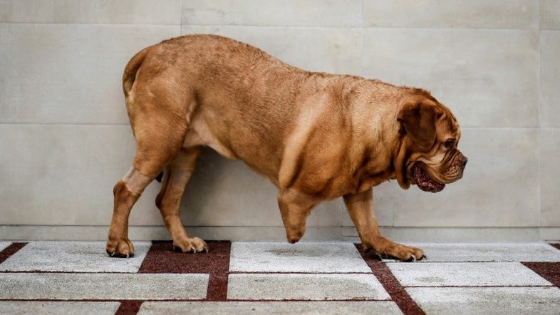 Dogue de Bordeaux volta a andar graças a prótese de titânio e fibra de carbono