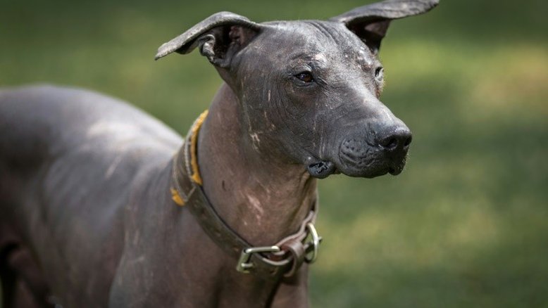 Adorados pelos astecas, os cães pelados mexicanos renascem na era hipster