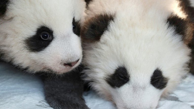 Zoológico de Berlim apresenta dois filhotes gêmeos de panda