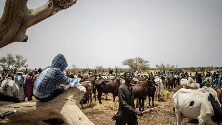 Nômades do Sahel estão cada vez mais ameaçados por mudanças climáticas