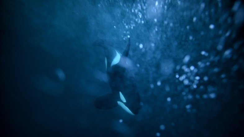 Orcas avós na menopausa ajudam seus netos a sobreviver