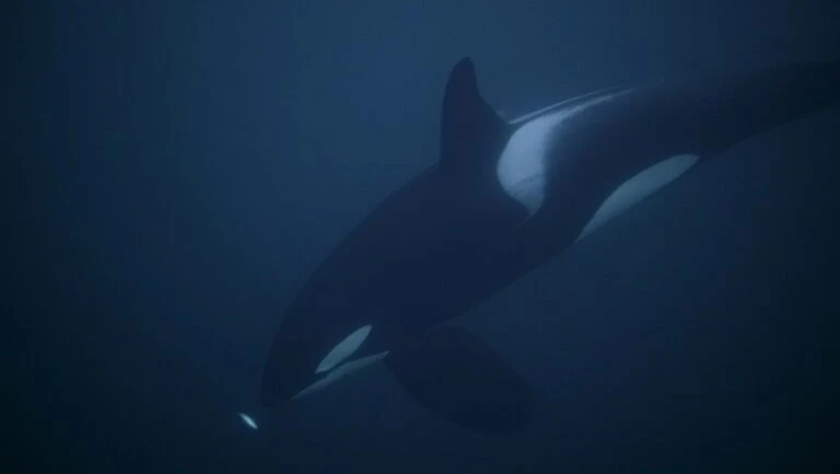 Orcas são avistadas pela 1ª vez em estreito na Itália
