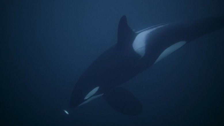 Orcas são avistadas pela 1ª vez em estreito na Itália
