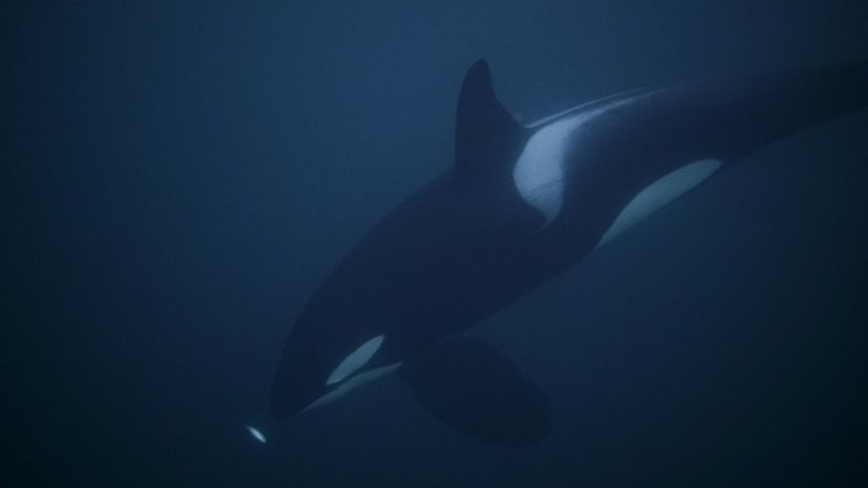 Orcas são avistadas pela 1ª vez em estreito na Itália