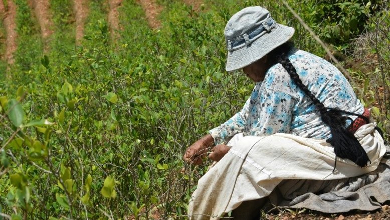Cocaleiros bolivianos ameaçam com guerra se perderem suas terras
