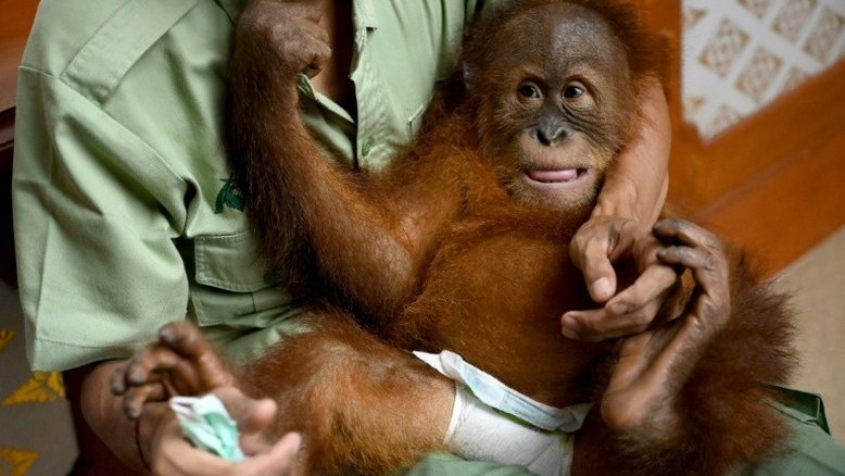 Filhote de orangotango traficado em mala voltará à natureza na Indonésia