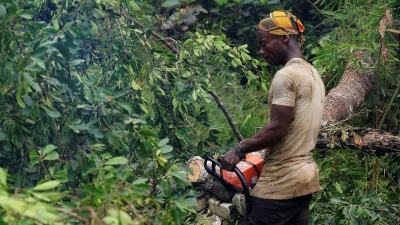 Exploração de madeira e carvão causa devastação ambiental na RD Congo