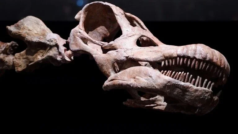 Fósseis de titanossauro são encontrados pela primeira vez no Equador
