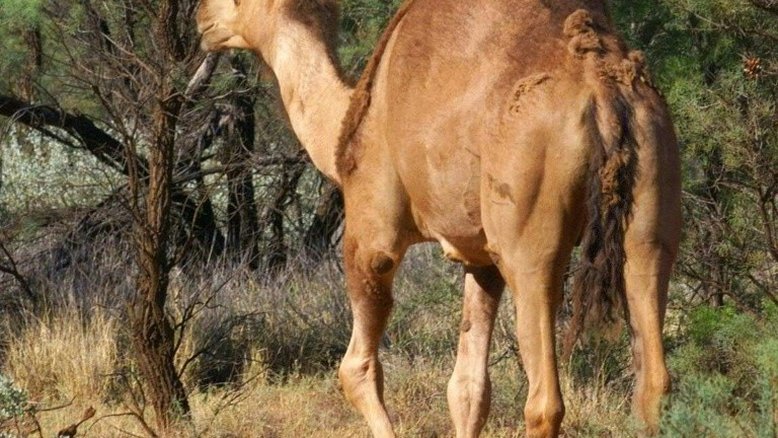 Franco-atiradores matarão 10.000 camelos selvagens devido à seca na Austrália