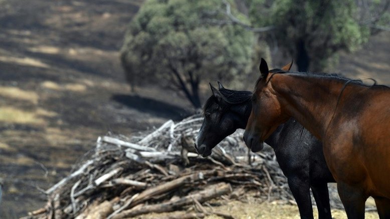 Fazendeiros australianos querem renascer das cinzas