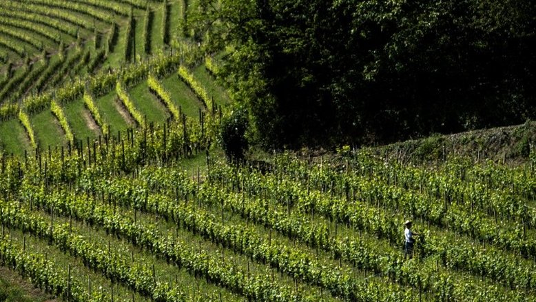 Mais da metade dos vinhedos do mundo estão ameaçados pelo aquecimento