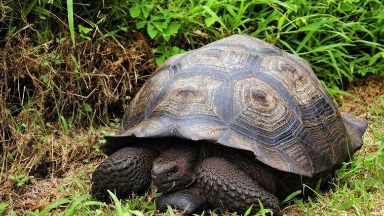 Tartarugas gigantes parentes de espécies extintas são buscadas em Galápagos