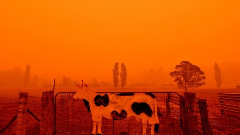 Famosos se mobilizam para ajudar vítimas de incêndios na Austrália