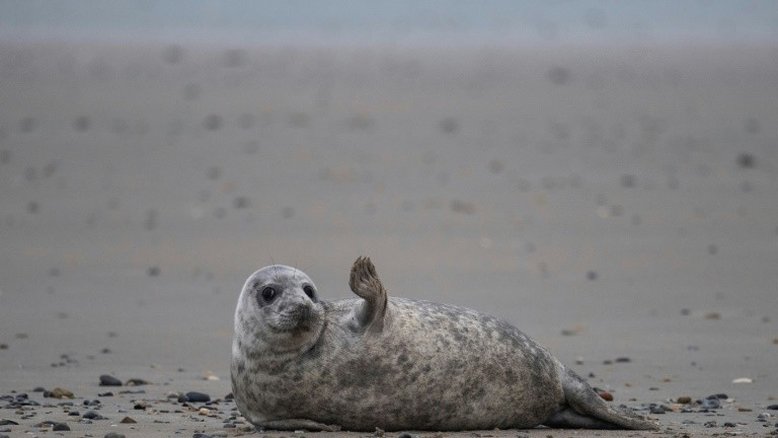 Ilha alemã é berço de bebês foca no mar do Norte