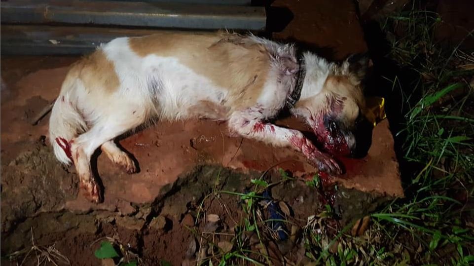 Imagem forte: Cadela é morta a pauladas enquanto procurava comida em Campo Grande