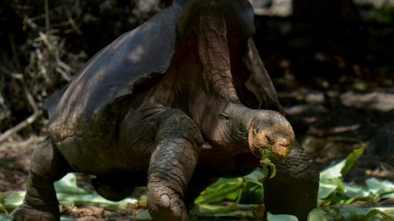 Diego, a tartaruga de Galápagos que salvou sua espécie, será libertada