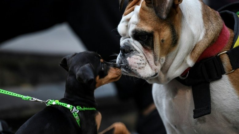 Spotify quer desestressar pets que ficam sozinhos em casa