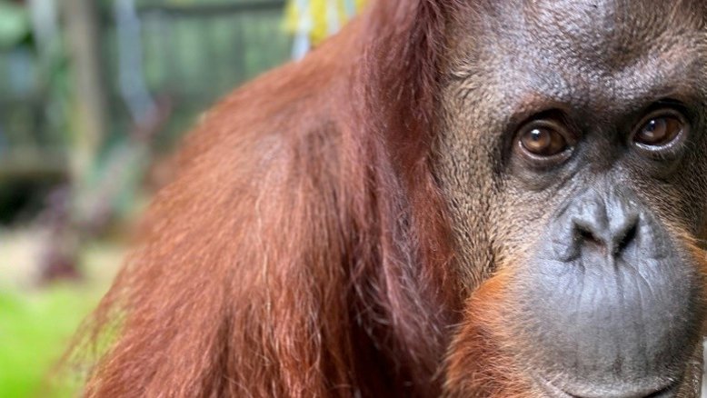 Chimpanzés e orangotangos encontram um lar em santuário na Flórida