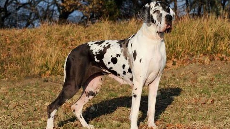 Com mais de dois metros, Dogue Alemão se torna o maior cachorro do mundo -  ANDA