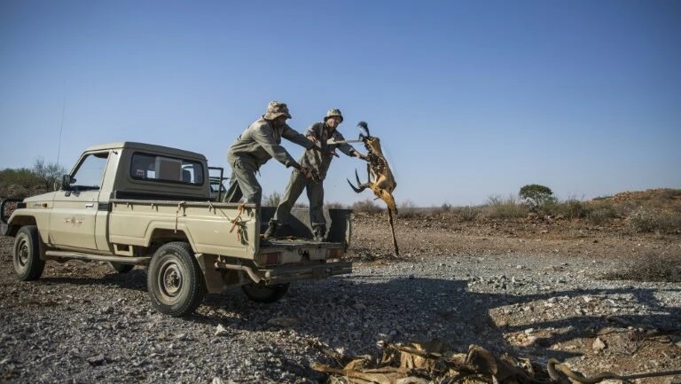 Mudanças climáticas causam desespero em pessoas e animais no sul da África