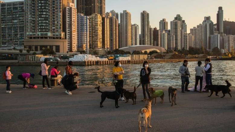 Animais de estimação de infectados com coronavírus também serão colocados em quarentena em Hong Kong