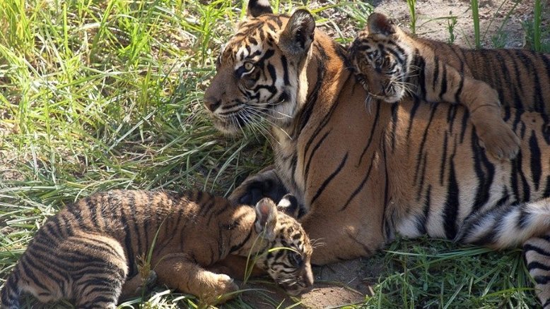 Los Angeles proíbe animais selvagens exóticos em festas e espetáculos