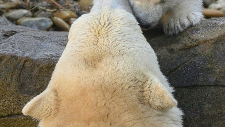 Aumenta canibalismo entre ursos polares, alertam cientistas russos