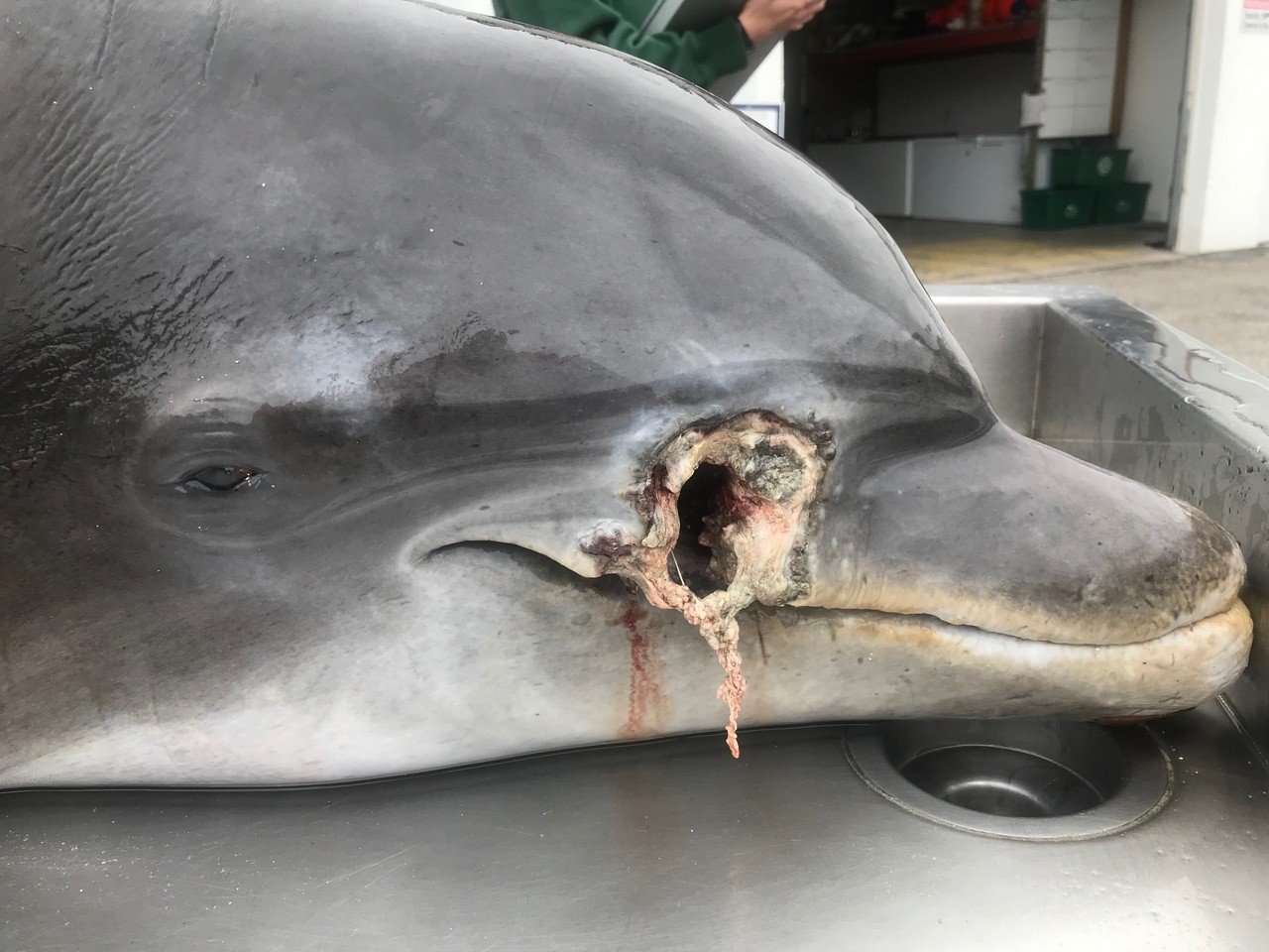 Golfinhos são mortos com tiro e facada na Flórida