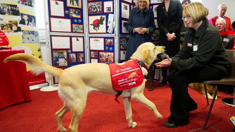 Pesquisadores britânicos treinam cães para detectar o coronavírus