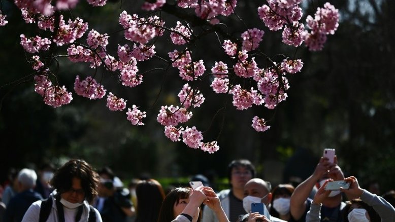 Apesar do vírus, Japão celebra flores de cerejeira, 'alegria da primavera'