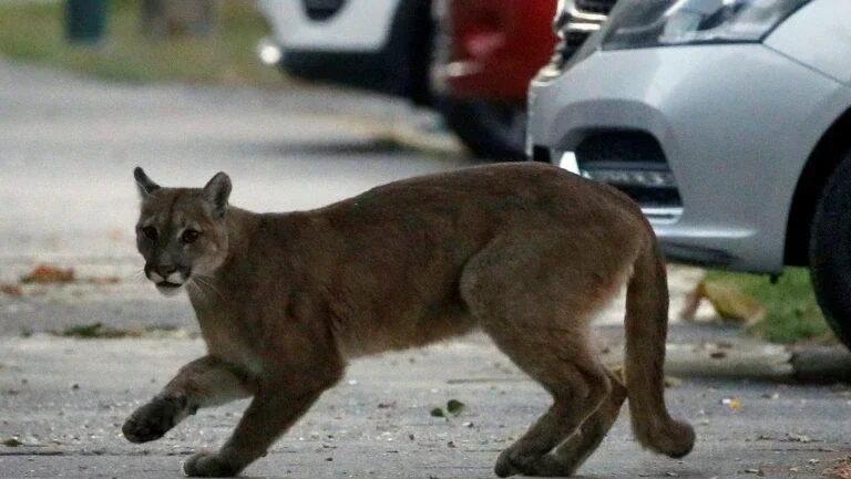 Com humanos confinados, natureza se expande