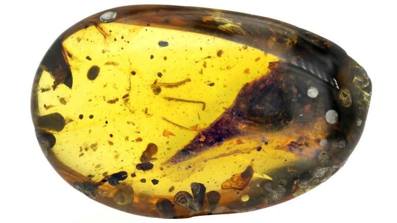 Descoberto dinossauro que pode ser o menor de sua espécie