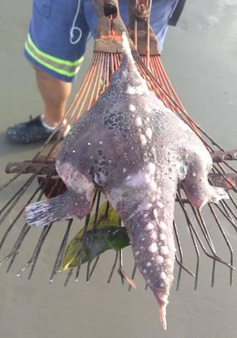 Peixe-morcego aparece em praia do litoral paulista e causa surpresa 4 Peixe-morcego aparece em praia do litoral paulista e causa surpresa