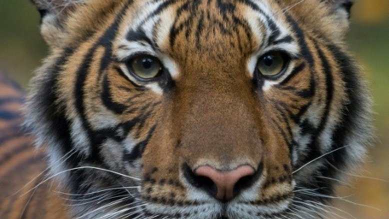 Tigresa de zoológico em Nova York testa positivo para o coronavírus