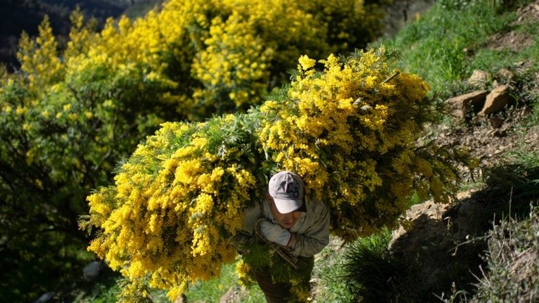 Coronavírus e falta de trabalhadores temporários encurralam agricultores italianos