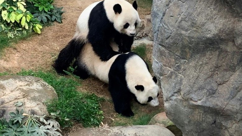 Graças ao confinamento, casal de pandas acasala em Hong Kong