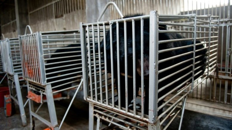 China autoriza medicamento com bile de urso contra COVID-19