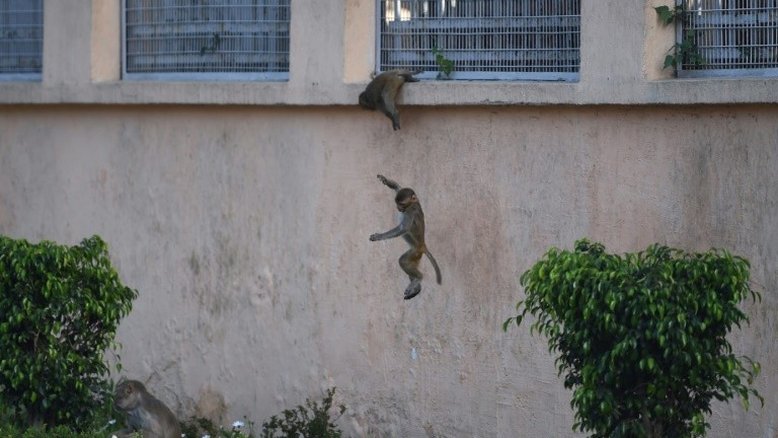 Na Índia confinada, os animais invadem as ruas