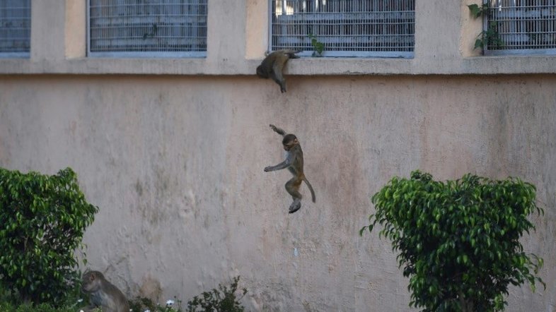 Na Índia confinada, os animais invadem as ruas