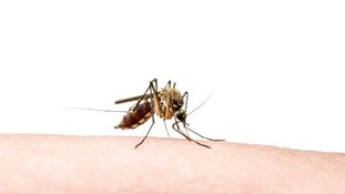 Estudo liga desnutrição de grávidas infectadas com zika vírus à casos de microcefalia
